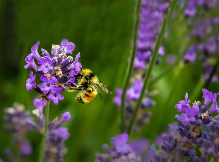  Young Living Foundation - Conservation Projects - Native Pollinators 