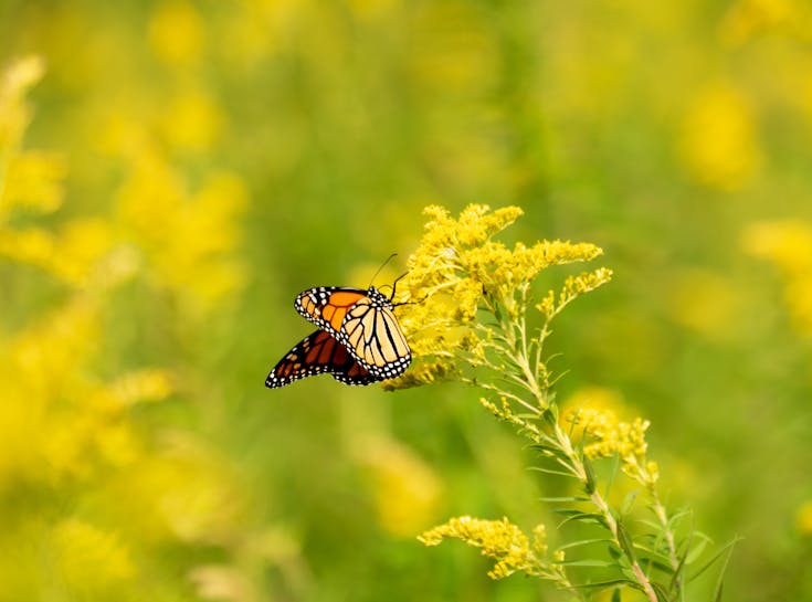  Young Living Foundation - Conservation Projects - Monarch Waystation 
