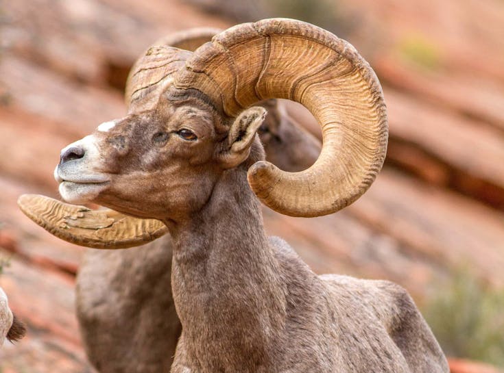  Young Living Foundation - Conservation Projects - Big Horn Sheep 