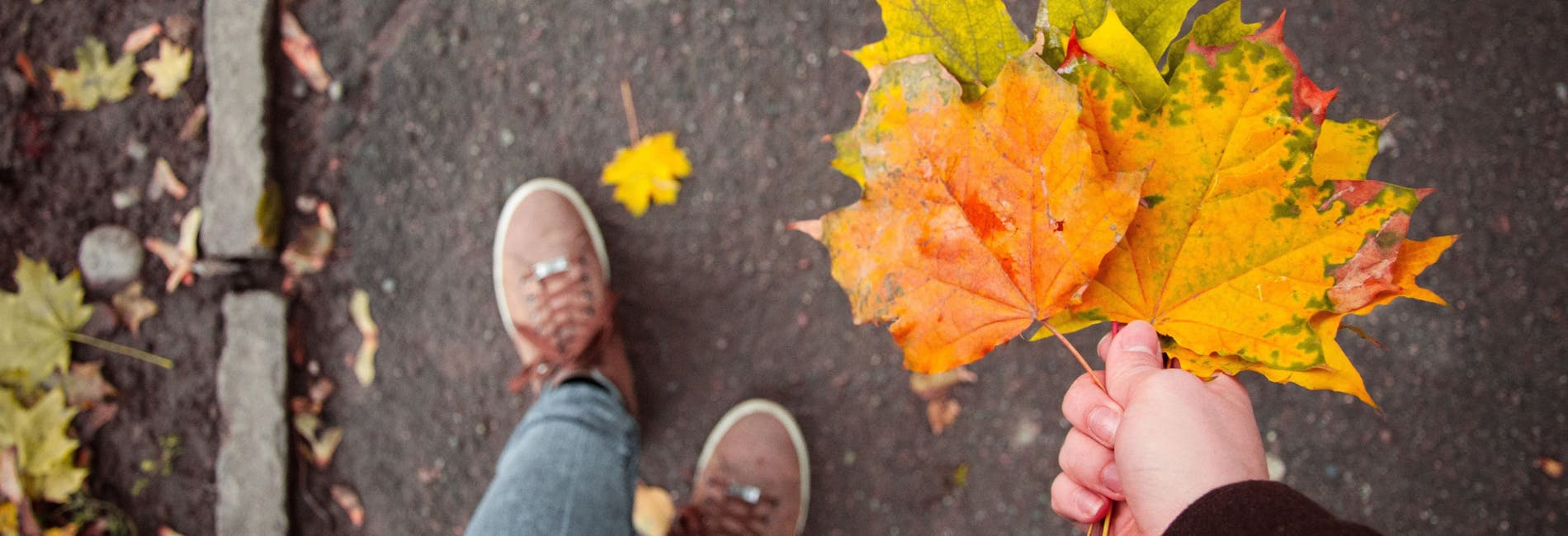 fall leaves