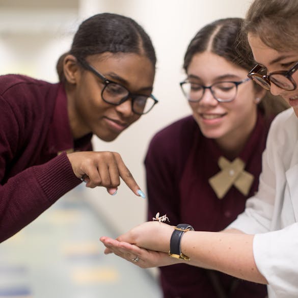  Female students looking at a live mantis insect 